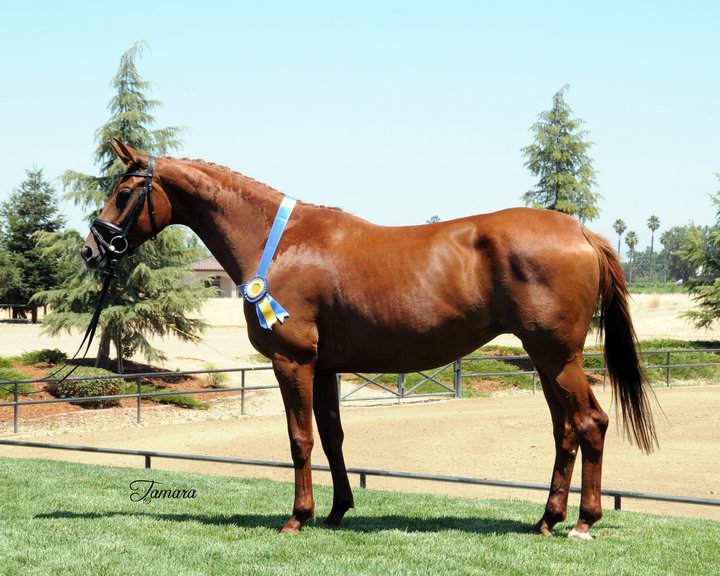 Massa Sport Horses, California - Imported Hanoverians Bred For Sport